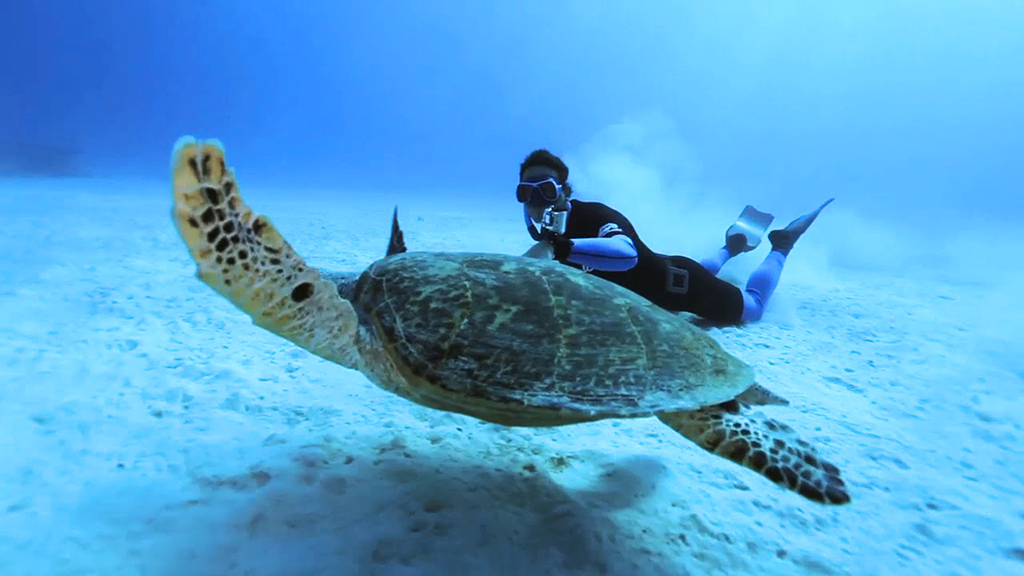Pierre Frolla plongée tortue