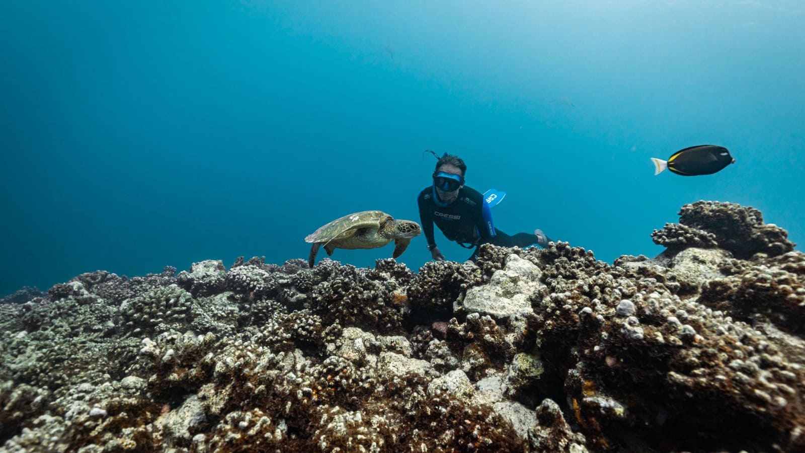 Pierre Frolla requin Bahamas